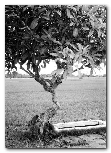 Communist grave in Jembrana, Bali / Mary Ida Bagus